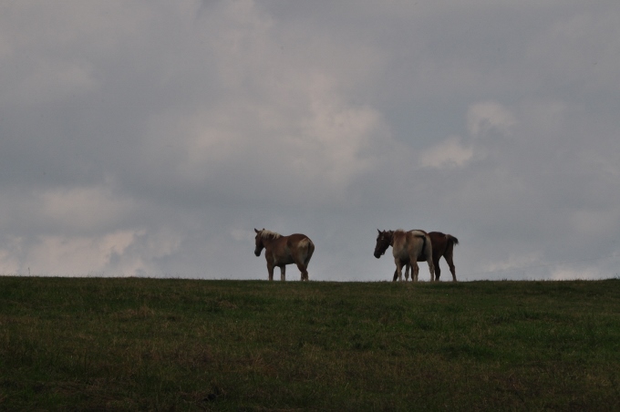 horses on hill in silhouette